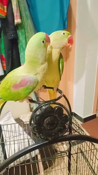 raw parrot 0