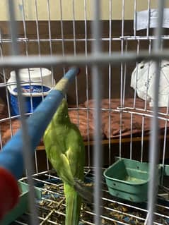 Ringneck 5 month baby all okay fther cuts without cage contact whtsap 0