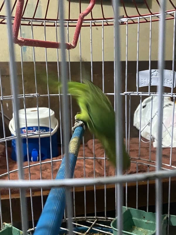 Ringneck 5 month baby all okay fther cuts without cage contact whtsap 1