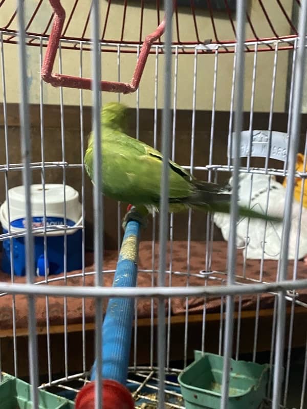 Ringneck 5 month baby all okay fther cuts without cage contact whtsap 2