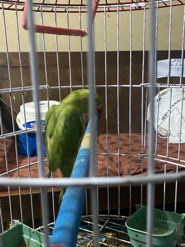 Ringneck 5 month baby all okay fther cuts without cage contact whtsap 3