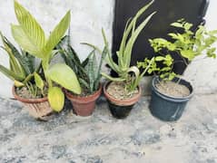 Plants