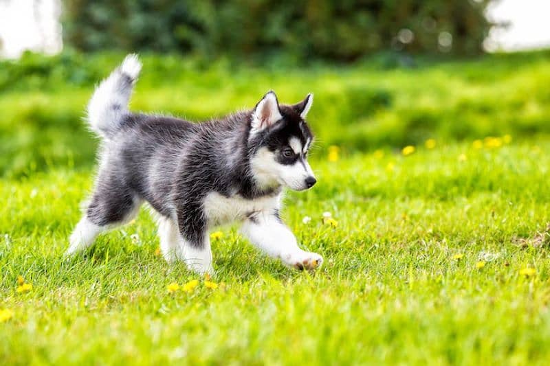 Siberian husky for sale 1