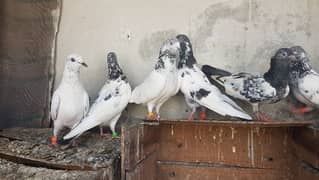 Goldan taddi haray pigeons for sale.