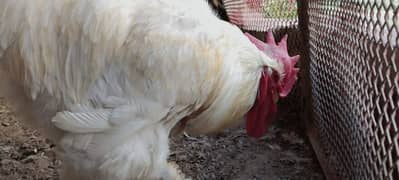 desi eggs giving pair of bahrma hens for sale