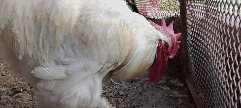 pair barma hens for sale 0