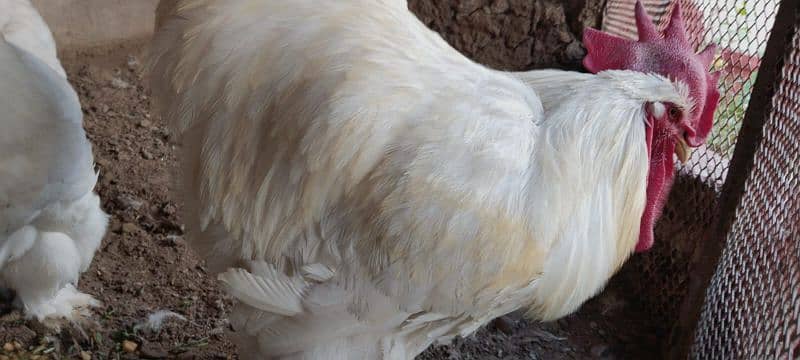 pair barma hens for sale 1