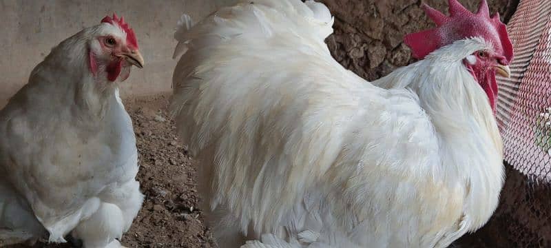 pair barma hens for sale 2