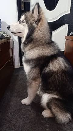 Siberian Husky Age 8 Months