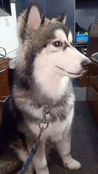 Siberian Husky male available for sale 3