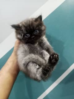 Persian triple coated kitten