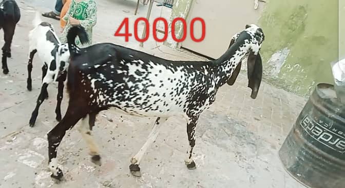 Goats 5 available 1 bakra or 1 bacha 1