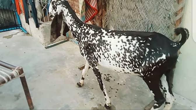 Goats 5 available 1 bakra or 1 bacha 3