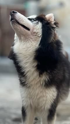 Siberian husky wooly coats