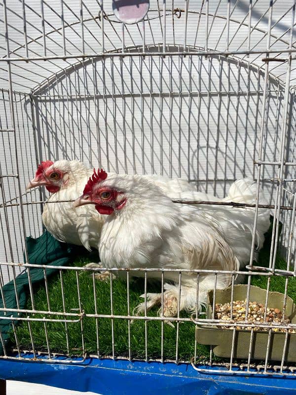 3 months old bantam 2