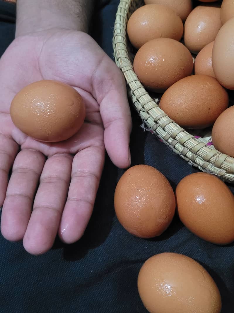 Desi eggs for sale in Lahore 100 percent organic 1