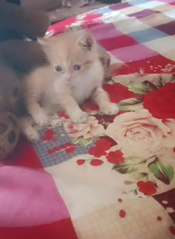 pershian kitten for sale 3rpl cord full tran whatsup nbr 03084970434 1