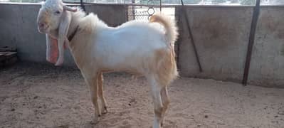 Gulabi breeder for sale