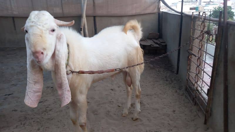 Gulabi breeder for sale 1