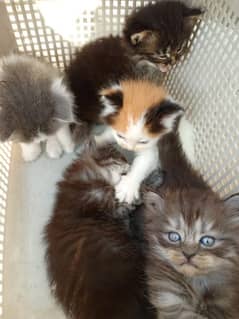 Kittens For Sale