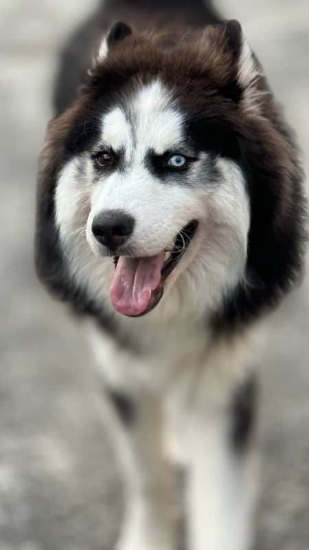 Siberian husky wooly coats 1