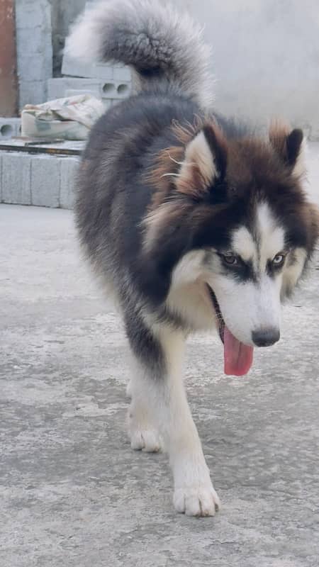 Siberian husky wooly coats 4