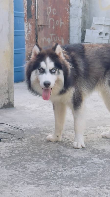 Siberian husky wooly coats 5