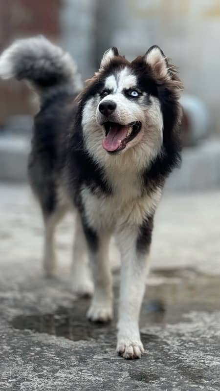 Siberian husky wooly coats 9