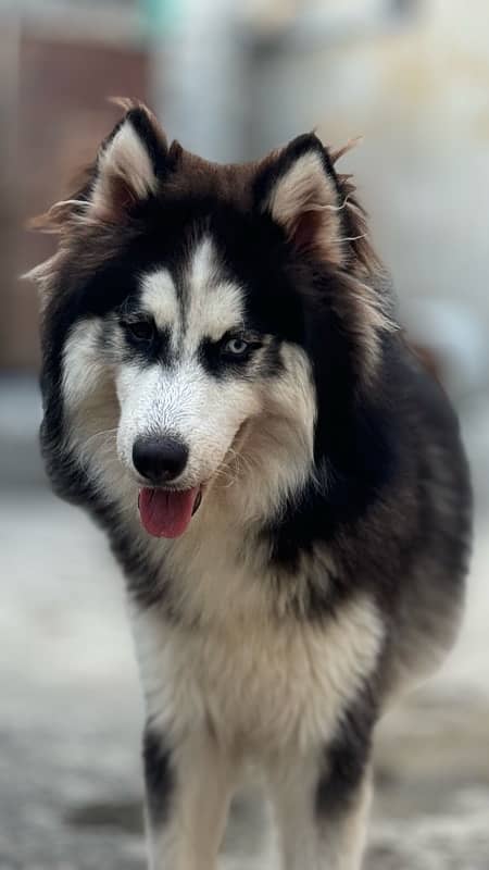 Siberian husky wooly coats 10