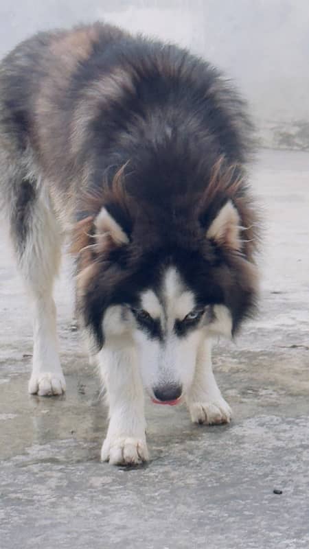 Siberian husky wooly coats 13