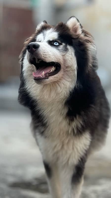 Siberian husky wooly coats 14