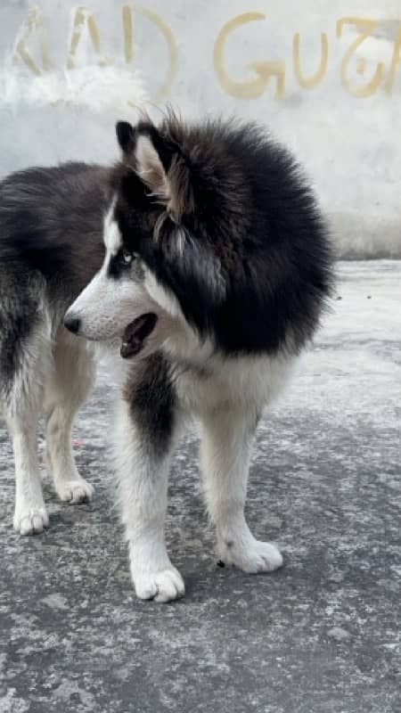 Siberian husky wooly coats 17