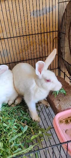 Rabbits male and female  ready to breed red eyes