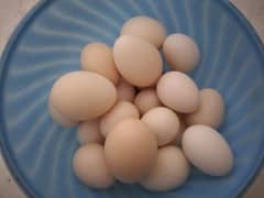 Motled bantam fertile eggs