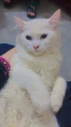 Tripple Coated Female cat for sale