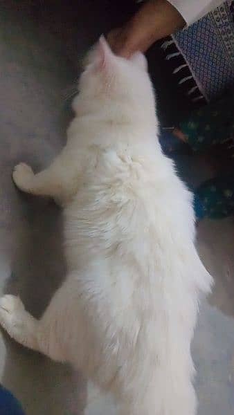 Tripple Coated Female cat for sale 1