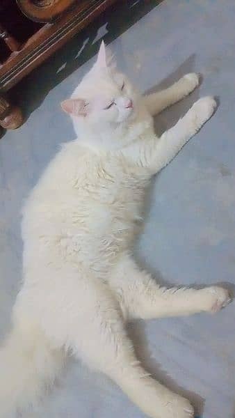 Tripple Coated Female cat for sale 2