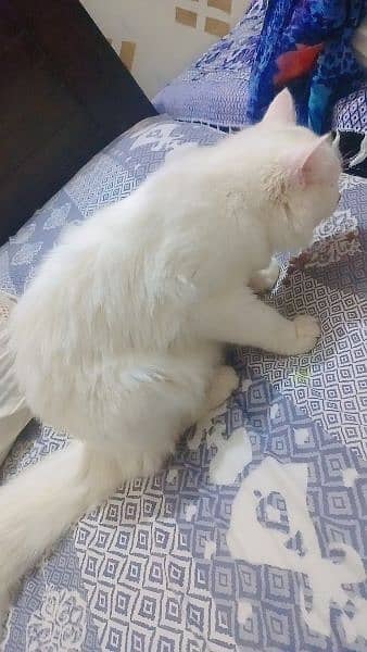 Tripple Coated Female cat for sale 3