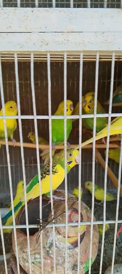 budgie Australian parrots