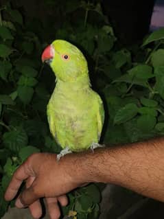 Green ringneck