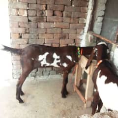 Female Goat  0315.5195019