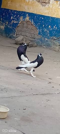 magpie (ghubara) pigeons