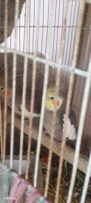 cocktail breeder pair available 0