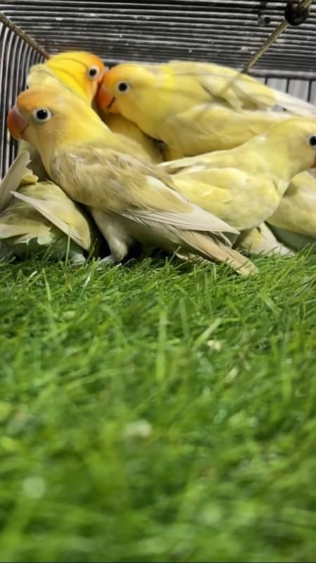 Albino blackeye ready to breed 1