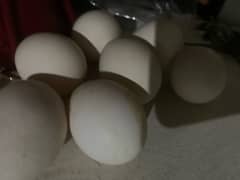 Heera eggs and Aseel hen