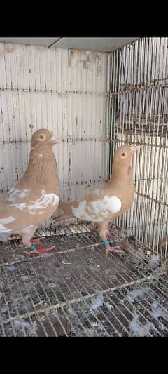 2 fancy hommer's breeder's pair's for sale