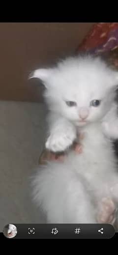 Persian kitten triple coat pair for sale 0