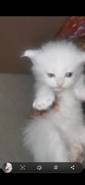 Persian kitten triple coat pair for sale 0