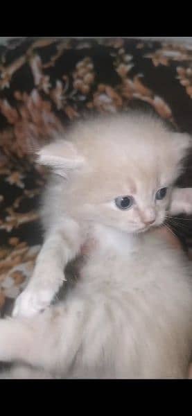 Persian kitten triple coat pair for sale 1