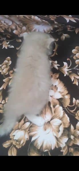 Persian kitten triple coat pair for sale 3